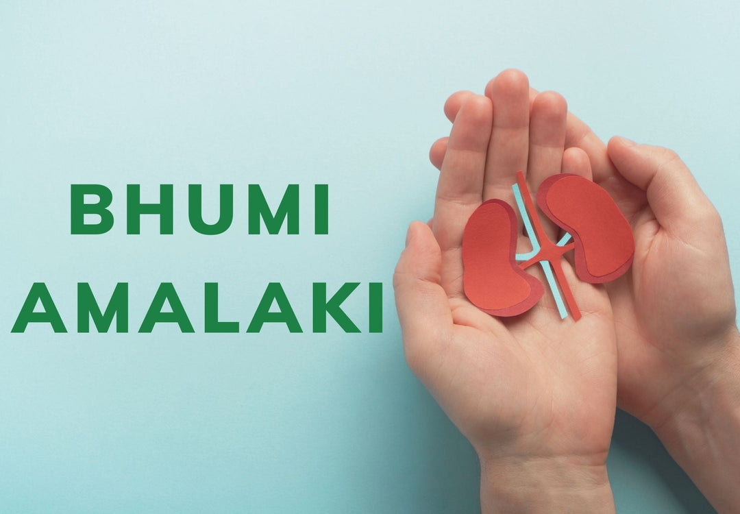 Bhumi Amalaki: A Green Warrior