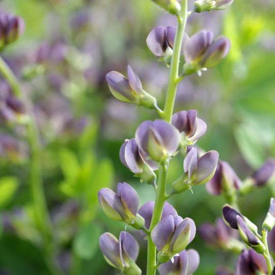 Organic Henna Powder (227g) + Indigo Powder (227g) COMBO PACK - USDA Certified - Ayurvedic Herbs NZ