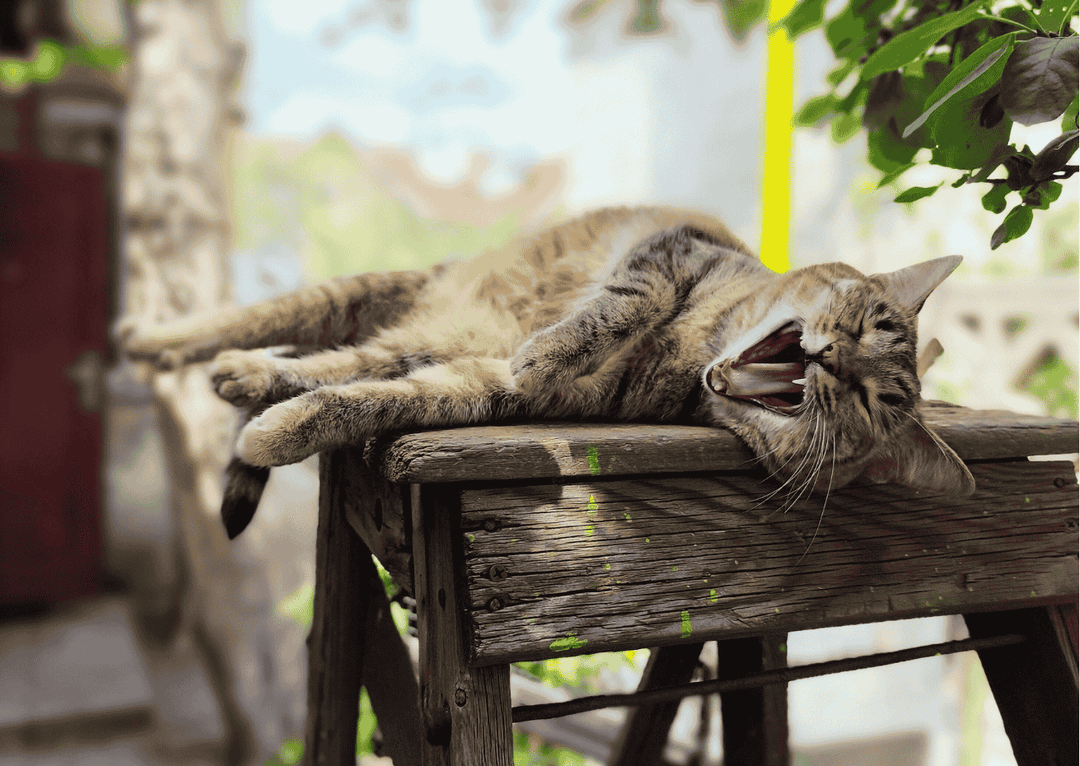 Why You Crash at 3pm (And What to Do About It)