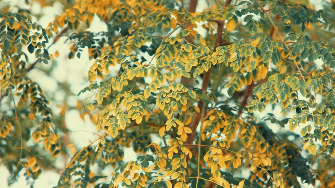 Moringa Oleifera – A Magical Superfood