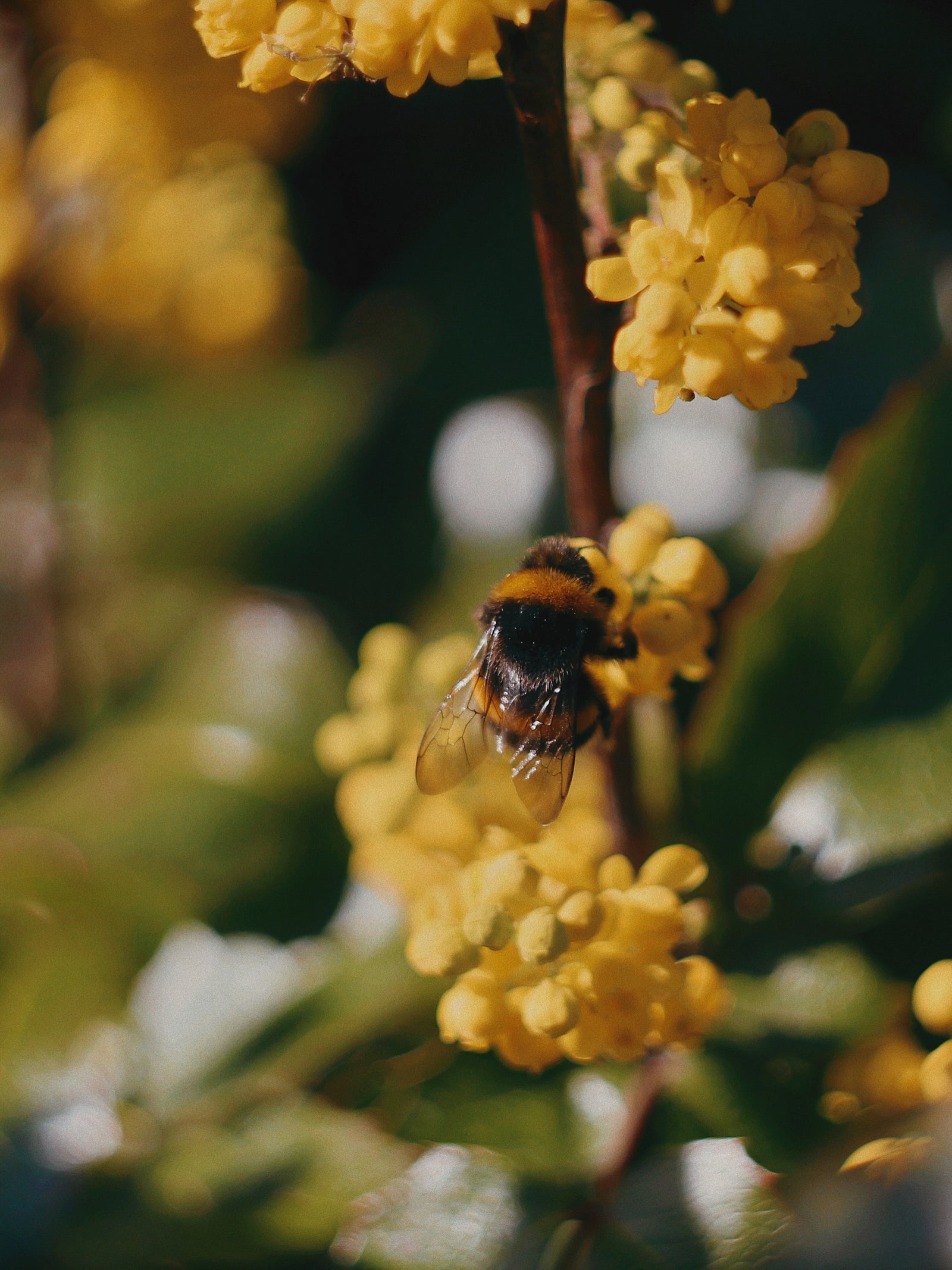 DARUHARIDRA (Berberine) : A Health promoter