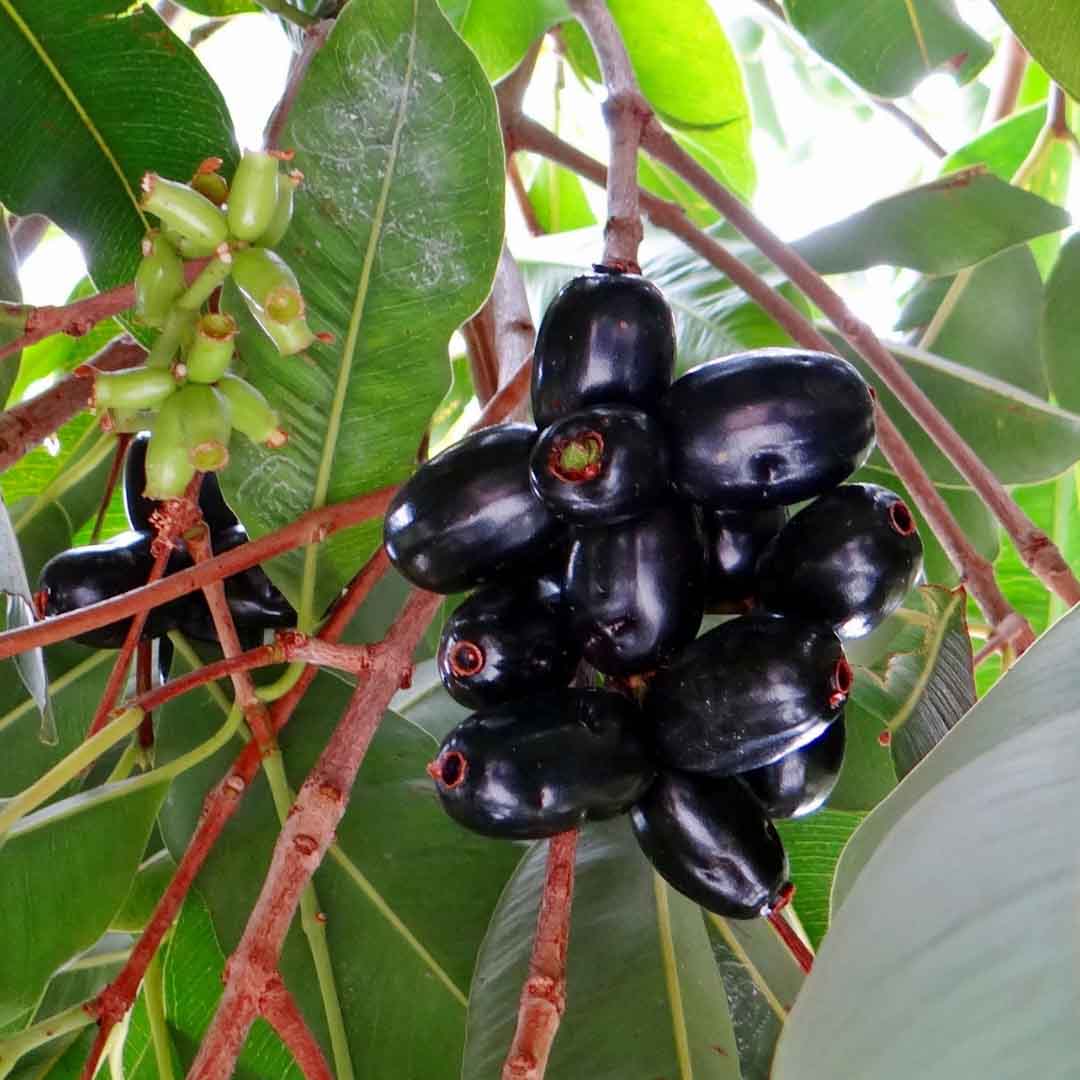 Jamun Seed Powder (Eugenia Jambolana) - 227 g