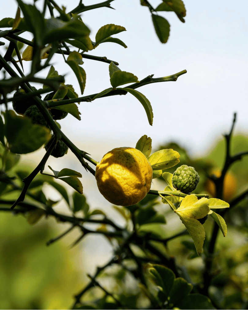 Organic Bergamot Essential Oil 30ml