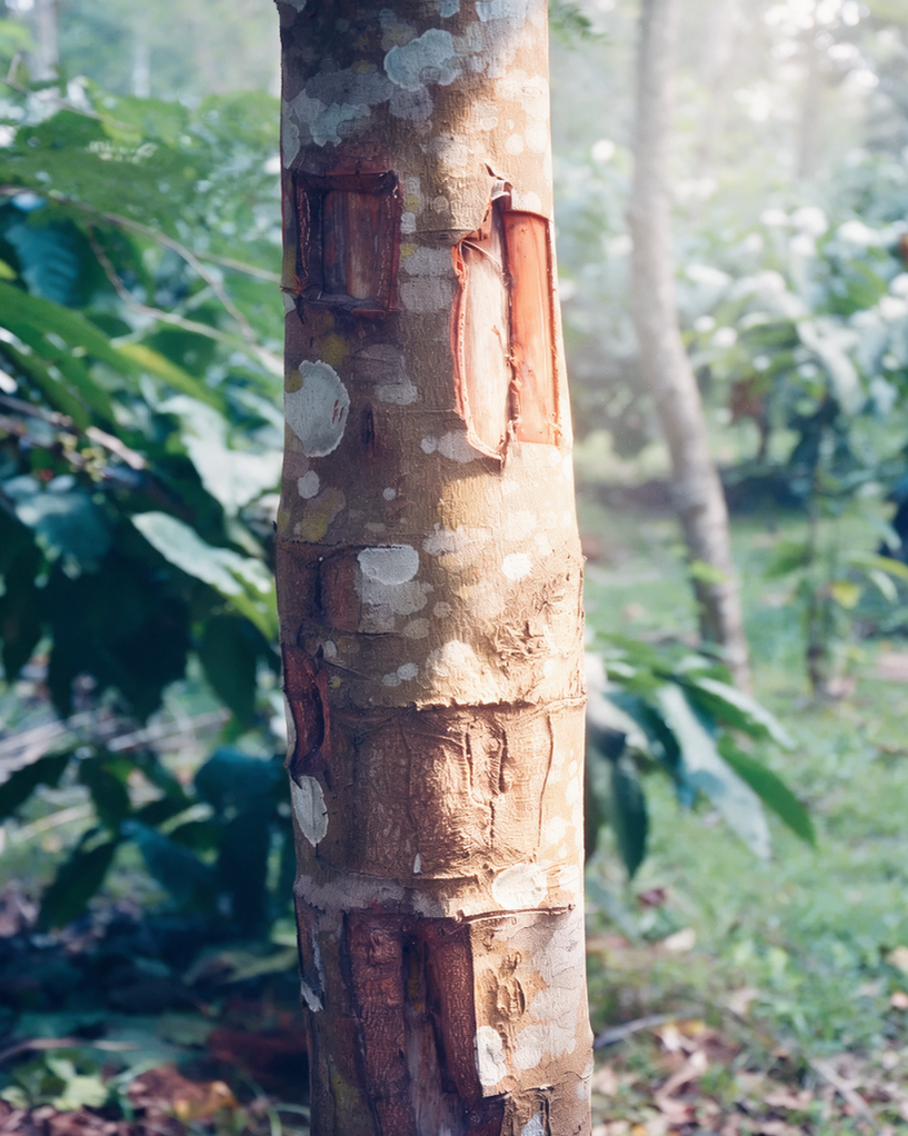 Cinnamon Oil 30ml