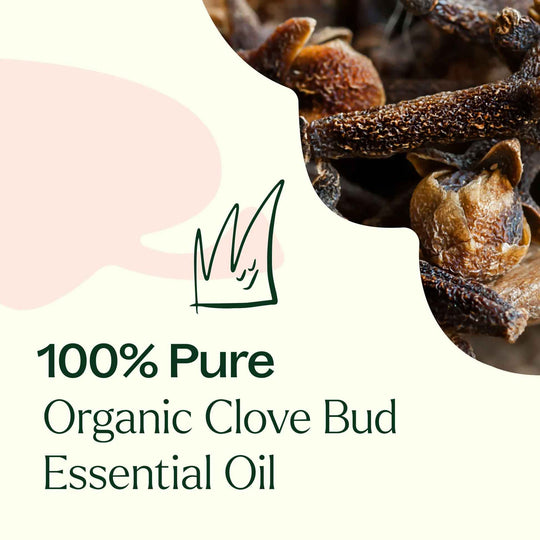 Organic Clove Bud Essential Oil, Plant Therapy, Ayurveda Store NZ