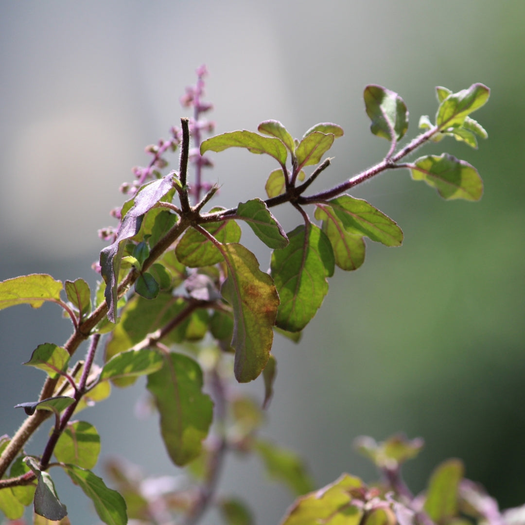 Organic, Holy Basil Powder, Tulsi, Ayurveda Store